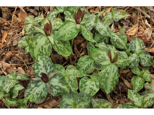 Trillium cuneatum (Little sweet betsy) #48309