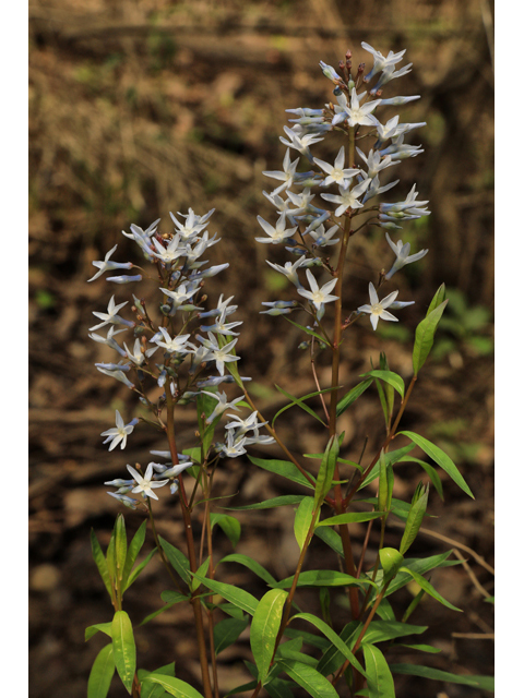 Amsonia rigida (Stiff bluestar) #48315