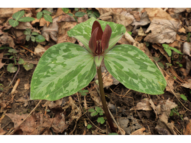 Trillium cuneatum (Little sweet betsy) #48317