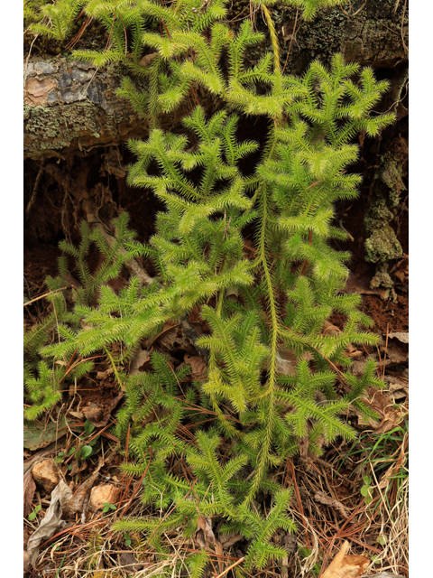 Lycopodium clavatum (Running clubmoss) #48320