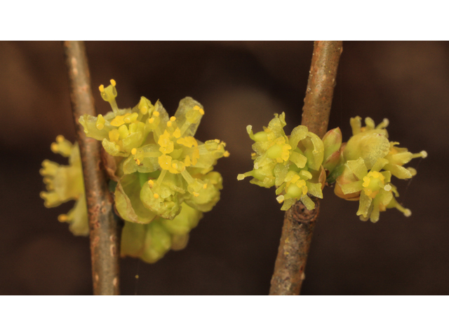 Lindera benzoin (Northern spicebush) #48321