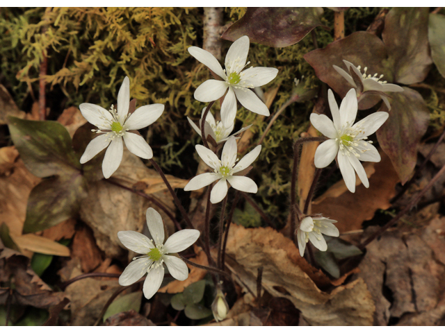 Hepatica nobilis var. acuta (Sharplobe hepatica) #48322