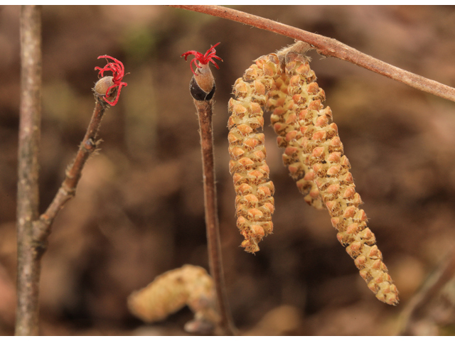 Corylus cornuta (Beaked hazelnut) #48323