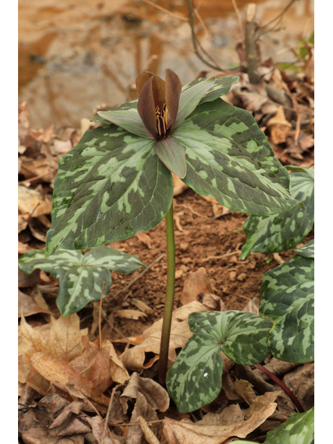 Trillium cuneatum (Little sweet betsy) #48326