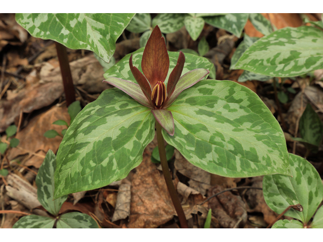 Trillium cuneatum (Little sweet betsy) #50154