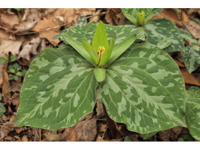 Trillium cuneatum (Little sweet betsy) #50160