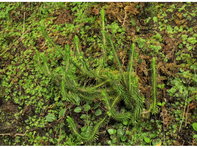 Huperzia porophila (Rock clubmoss) #50177