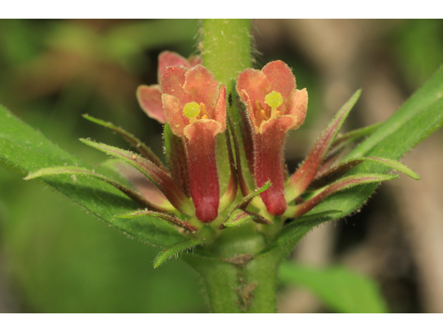 Triosteum aurantiacum (Orange-fruit horse-gentian) #50206