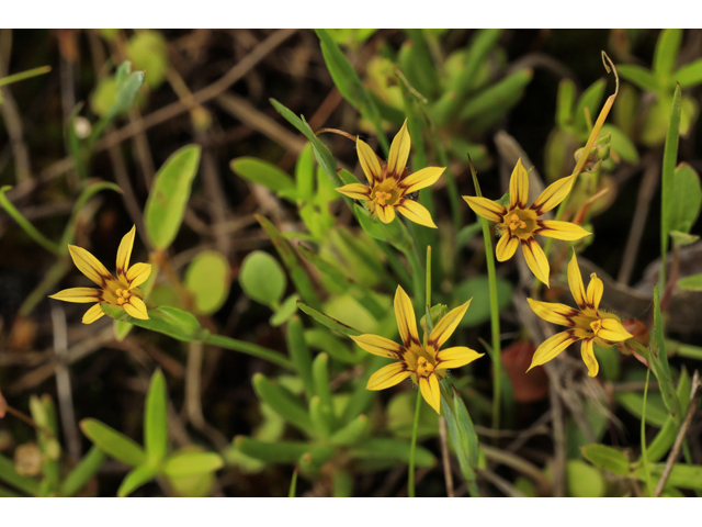 Sisyrinchium rosulatum (Annual blue-eyed grass) #50208