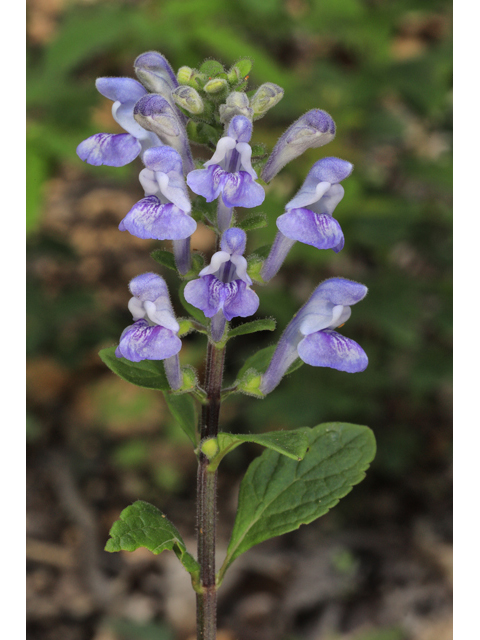 Scutellaria elliptica var. hirsuta (Hairy skullcap) #50216