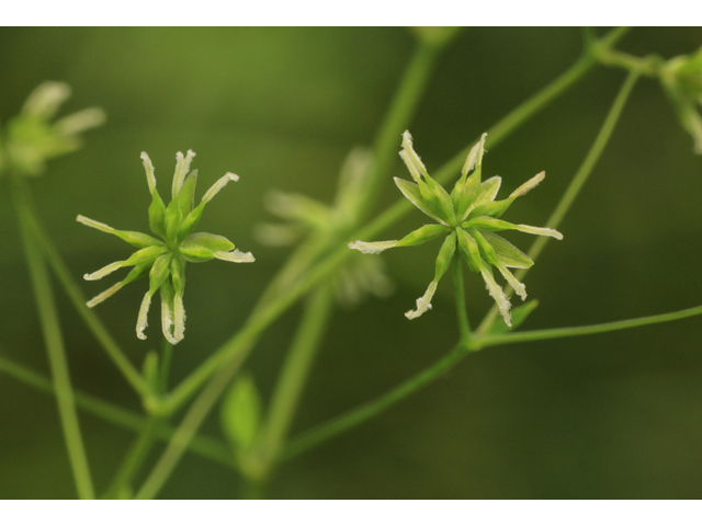 Thalictrum cooleyi (Cooley's meadow-rue) #50222