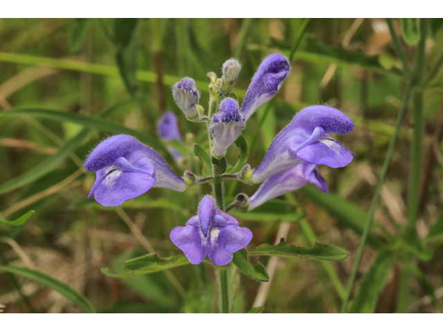 Scutellaria integrifolia (Helmet-flower) #50224