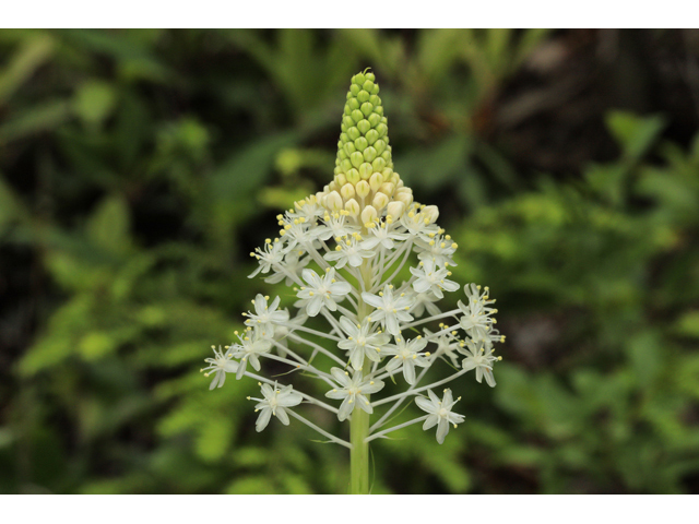 Xerophyllum asphodeloides (Eastern turkeybeard) #50226