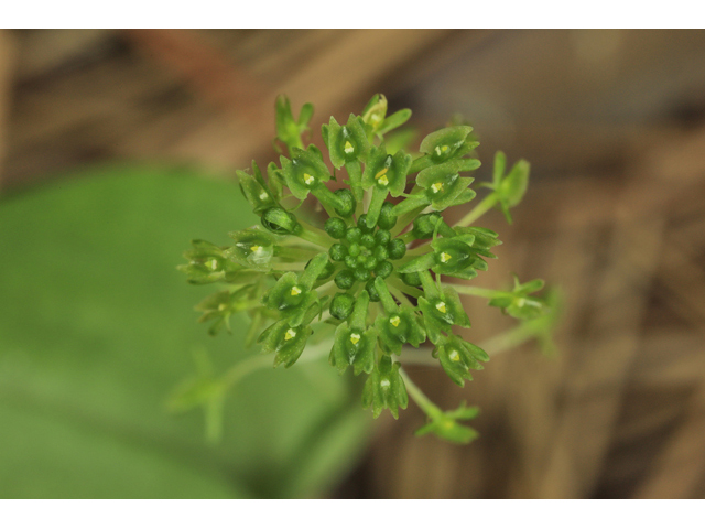 Malaxis unifolia (Green adder's-mouth orchid) #50252