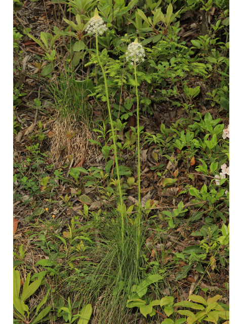 Xerophyllum asphodeloides (Eastern turkeybeard) #50261