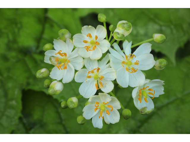 Diphylleia cymosa (American umbrellaleaf) #50265