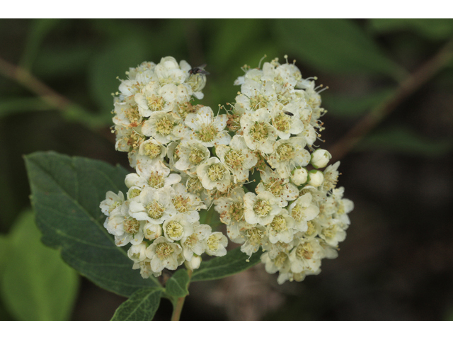 Spiraea virginiana (Virginia meadowsweet) #50267