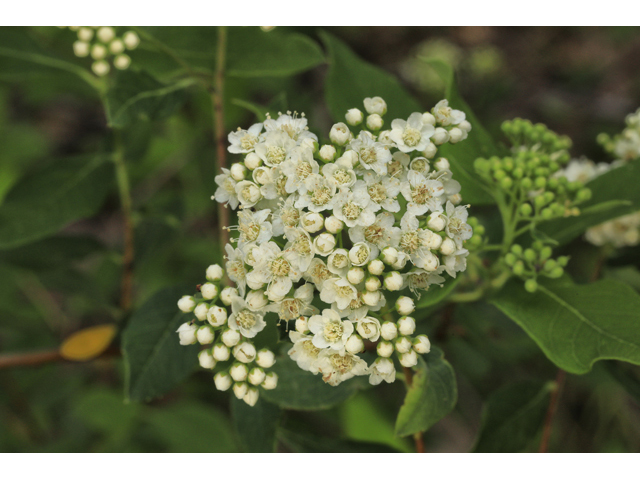 Spiraea virginiana (Virginia meadowsweet) #50268