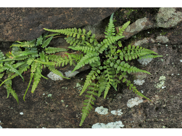 Asplenium pinnatifidum (Lobed spleenwort) #50296