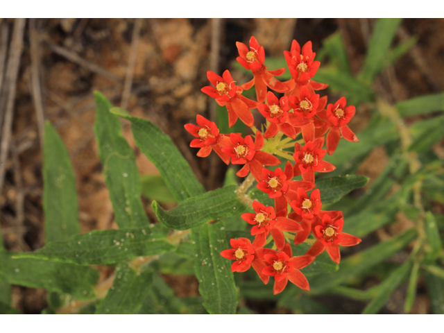 Asclepias tuberosa ssp. rolfsii (Rolfs' milkweed) #50305