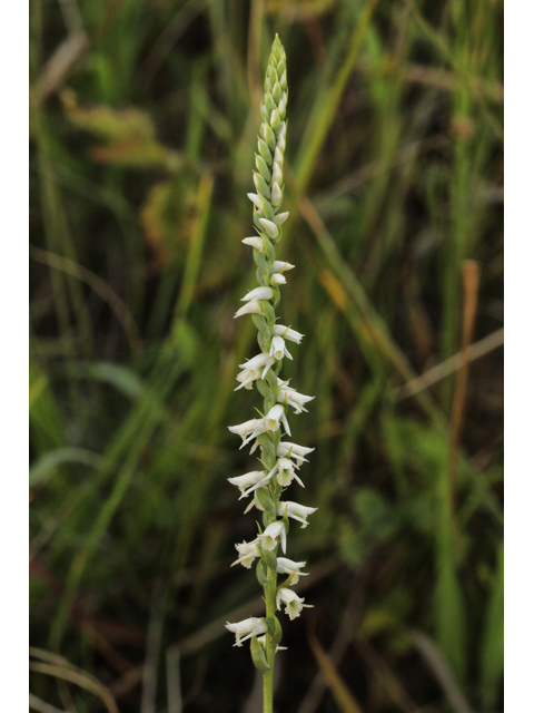 Spiranthes lacera var. gracilis (Southern slender ladies'-tresses) #50313