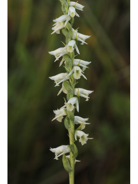 Spiranthes lacera var. gracilis (Southern slender ladies'-tresses) #50329