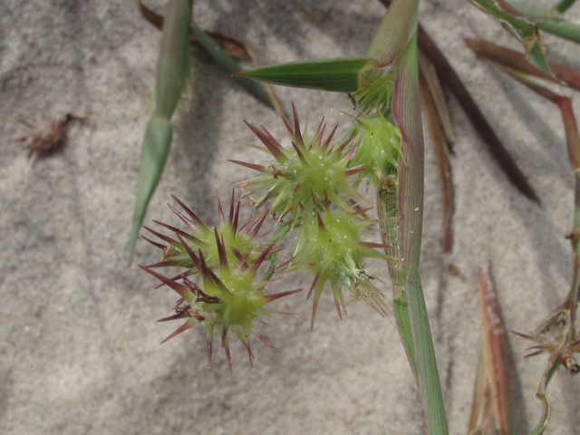 Cenchrus tribuloides (Sand dune sandbur) #50377