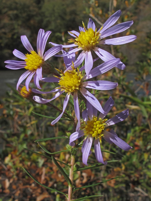 Ionactis linariifolius (Flaxleaf whitetop aster) #50380