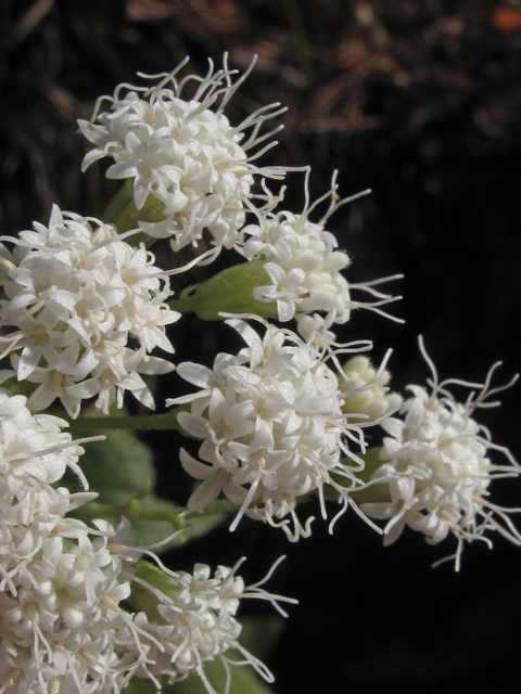 Ageratina aromatica var. aromatica (Lesser snakeroot) #50386