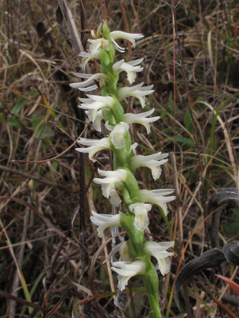 Spiranthes magnicamporum (Great plains ladies'-tresses) #50388