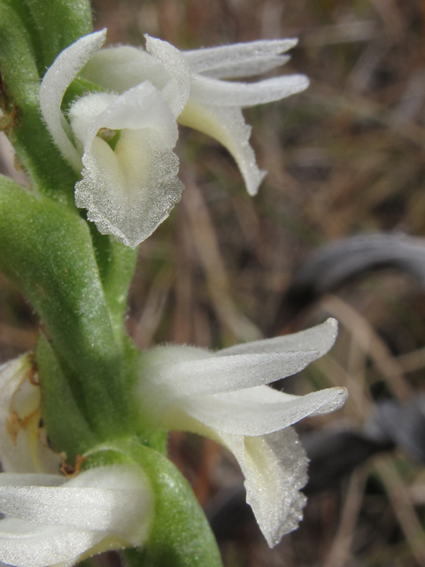 Spiranthes magnicamporum (Great plains ladies'-tresses) #50389