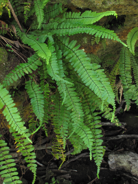 Asplenium heterochroum (Bicolored spleenwort) #50407