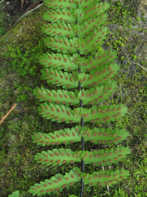 Asplenium heterochroum (Bicolored spleenwort) #50408