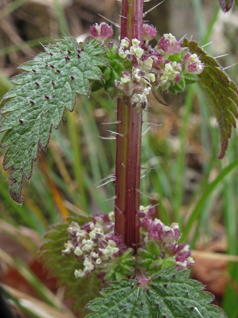 Urtica chamaedryoides (Heart-leaf stinging nettle) #50425