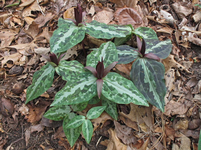 Trillium underwoodii (Longbract wakerobin) #50428