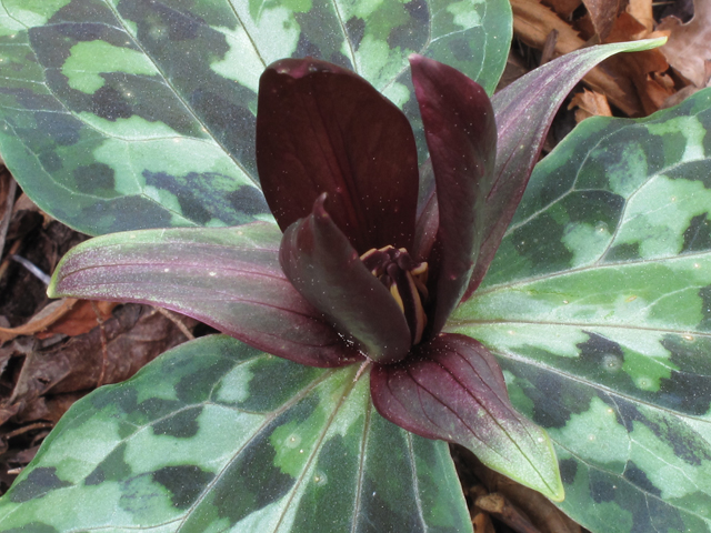 Trillium underwoodii (Longbract wakerobin) #50429