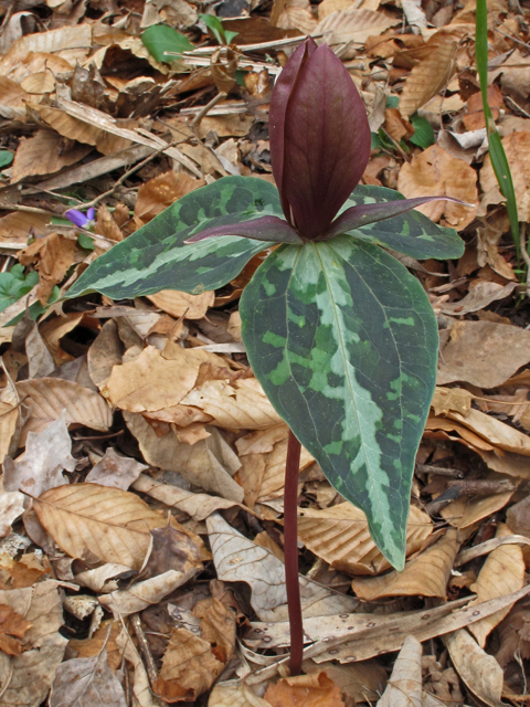 Trillium decipiens (Chattahoochee river wakerobin) #50434