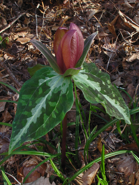 Trillium decipiens (Chattahoochee river wakerobin) #50448