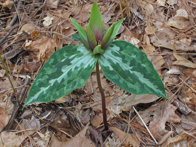 Trillium decipiens (Chattahoochee river wakerobin) #50454