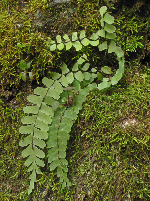 Asplenium monanthes (Single-sorus spleenwort) #50455