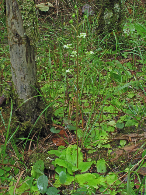 Ponthieva racemosa (Hairy shadow witch) #52397