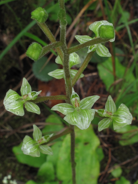 Ponthieva racemosa (Hairy shadow witch) #52398