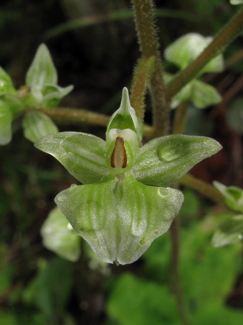 Ponthieva racemosa (Hairy shadow witch) #52399