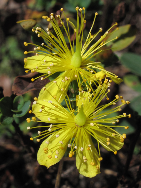 Hypericum buckleyi (Buckley's st. john's-wort) #52405