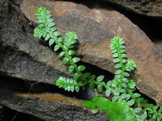 Selaginella apoda (Meadow spikemoss ) #52409