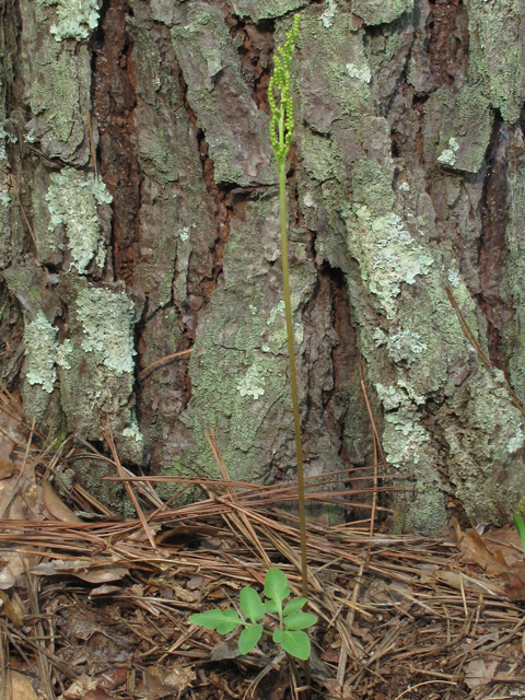 Botrychium biternatum (Sparselobe grapefern) #52427