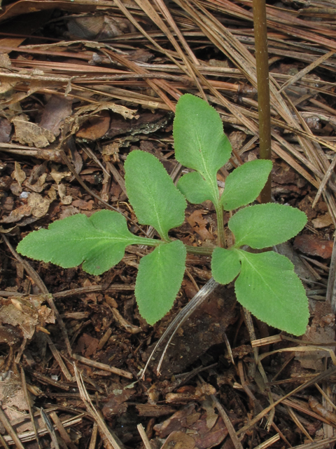 Botrychium biternatum (Sparselobe grapefern) #52428