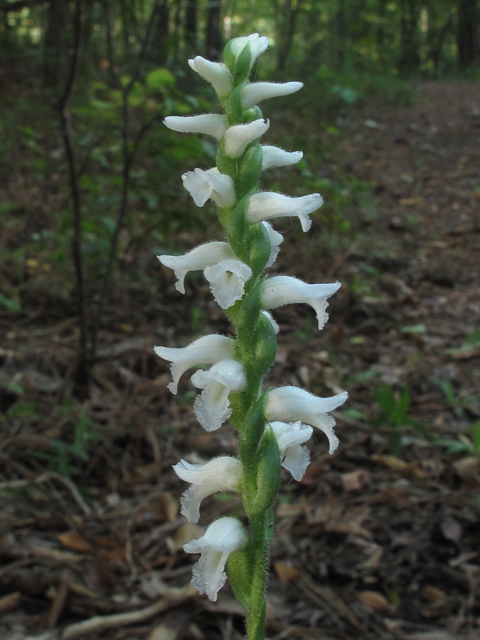 Spiranthes odorata (Marsh ladies'-tresses) #52430