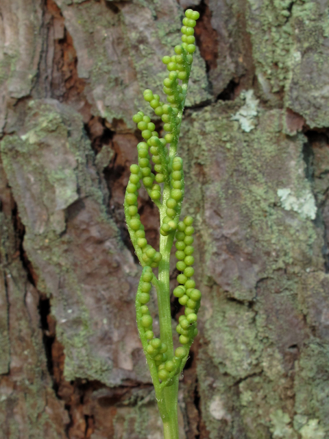 Botrychium biternatum (Sparselobe grapefern) #52437