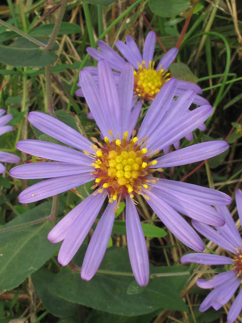 Symphyotrichum patens (Late purple aster) #52445